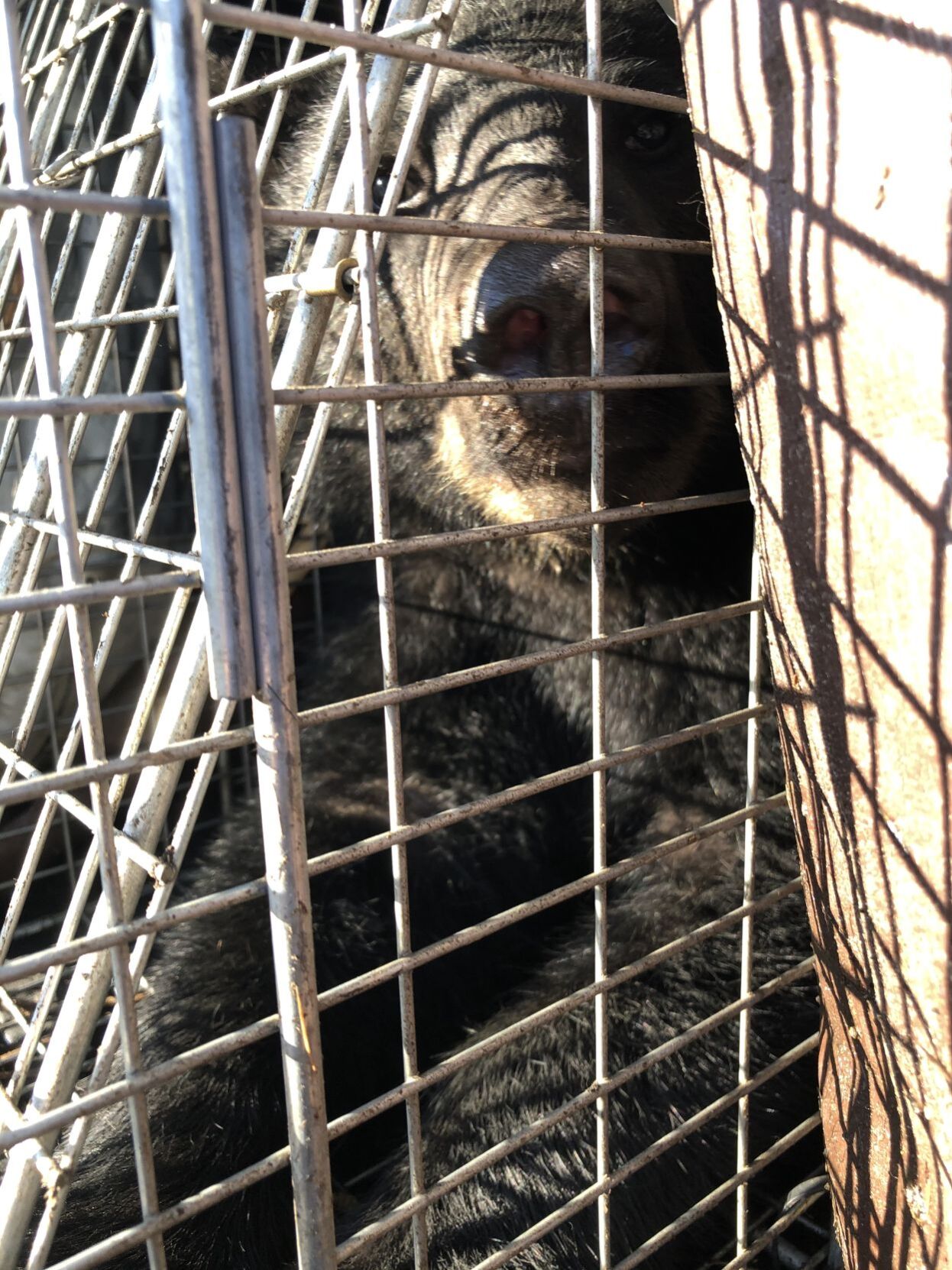 Mink's cub